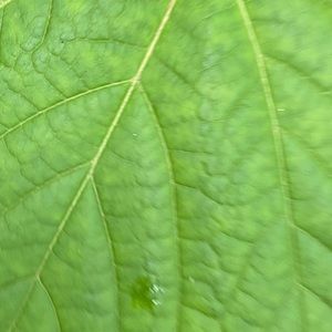 Meet your Posher, Talia